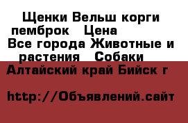 Щенки Вельш корги пемброк › Цена ­ 35 000 - Все города Животные и растения » Собаки   . Алтайский край,Бийск г.